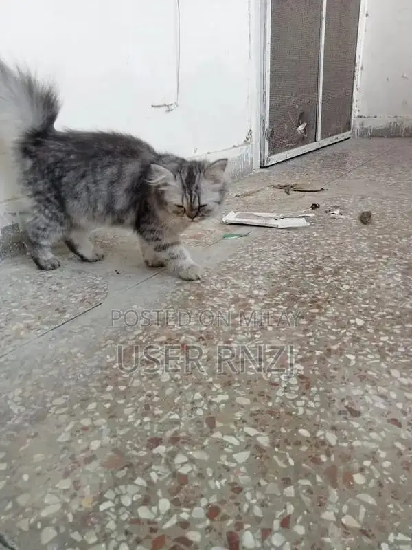 Persian Cat - Punch Face, Long Fur, Oreo and Ash Coloration