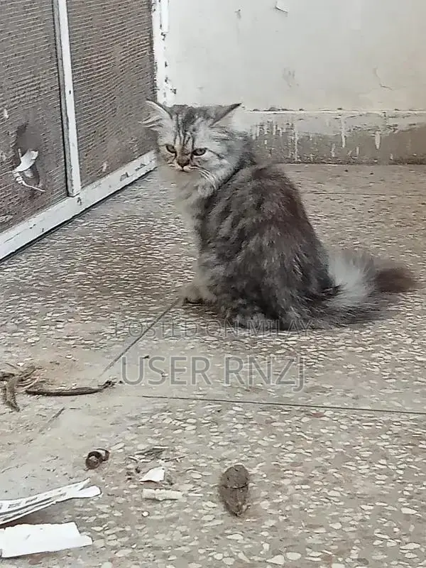 Persian Cat - Punch Face, Long Fur, Oreo and Ash Coloration