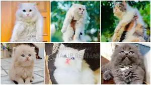 Photo - Persian cat and kitten