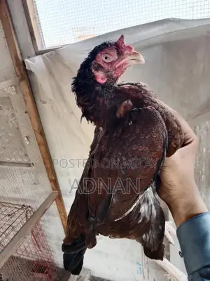 Aseel Khajoori Female Breeder Chicken - Premium Quality Triple Nok Bre