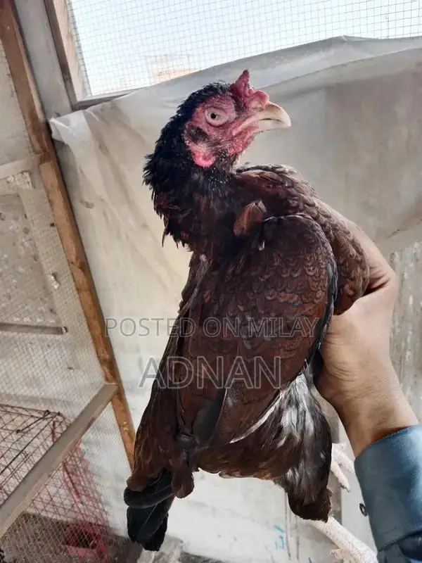 Aseel Khajoori Female Breeder Chicken - Premium Quality Triple Nok Bre