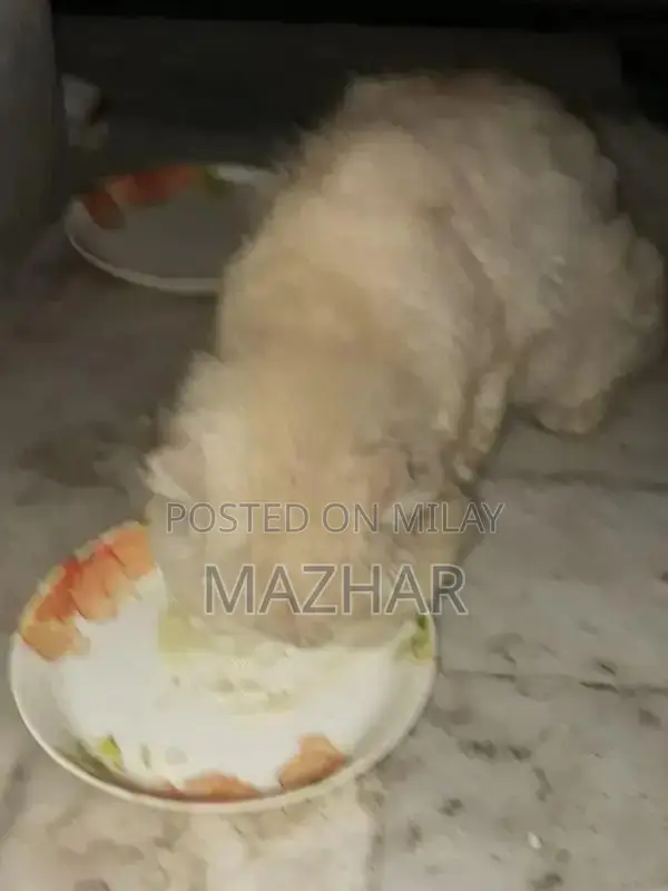 Persian Male Cat for Sale - Purebred Feline Companion