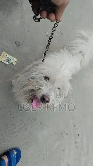 Photo - Puddle Cross Male Puppy - Friendly Companion Dog