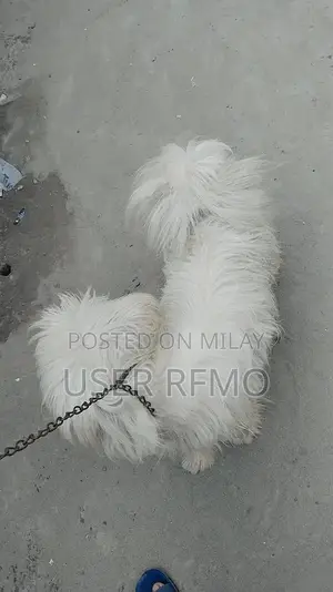 Puddle Cross Male Puppy - Friendly Companion Dog