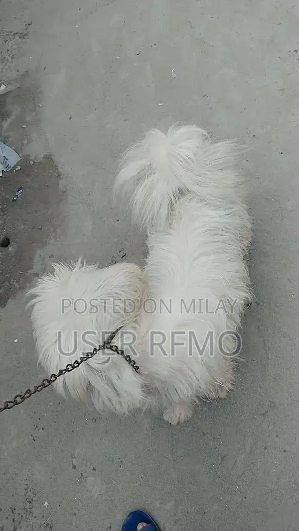 Puddle Cross Male Puppy - Friendly Companion Dog