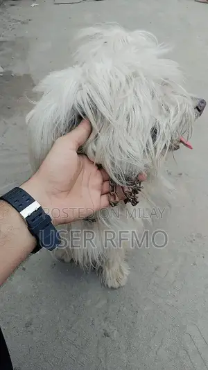 Puddle Cross Male Puppy - Friendly Companion Dog