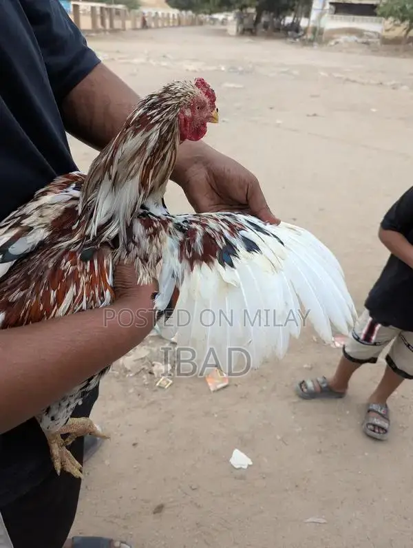 Puliya Murga Poultry Bird for Sale - Healthy Breed