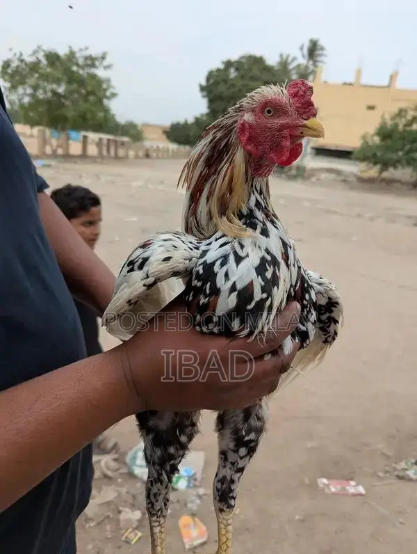 Puliya Murga Poultry Bird for Sale - Healthy Breed
