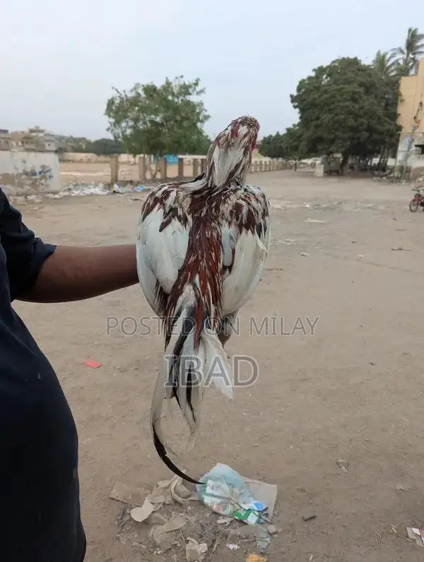 Puliya Murga Poultry Bird for Sale - Healthy Breed