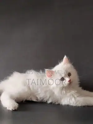 Photo - Persian cat odd eyes cute
