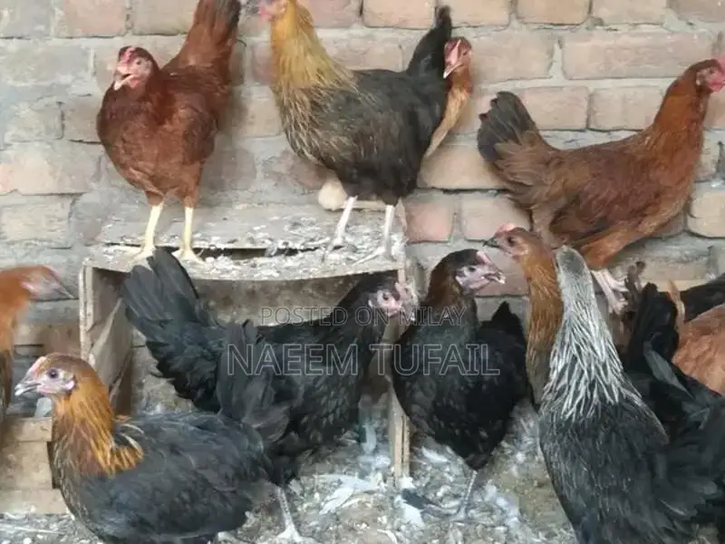 Fresh Farm-Raised Laying Hens - Healthy Home Breed Chickens