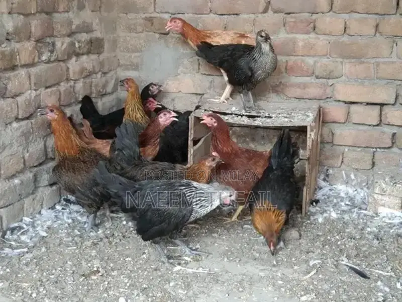 Fresh Farm-Raised Laying Hens - Healthy Home Breed Chickens