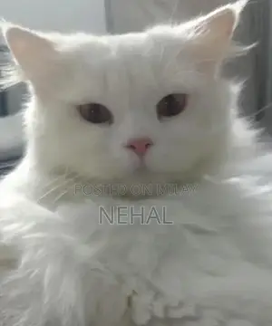 Photo - White Persian Male Cat - Elegant Purebred Companion