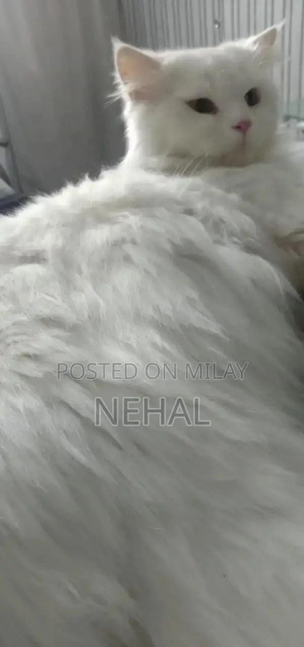 White Persian Male Cat - Elegant Purebred Companion