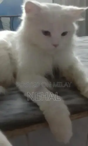 White Persian Male Cat - Elegant Purebred Companion