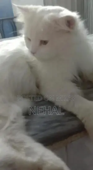 White Persian Male Cat - Elegant Purebred Companion