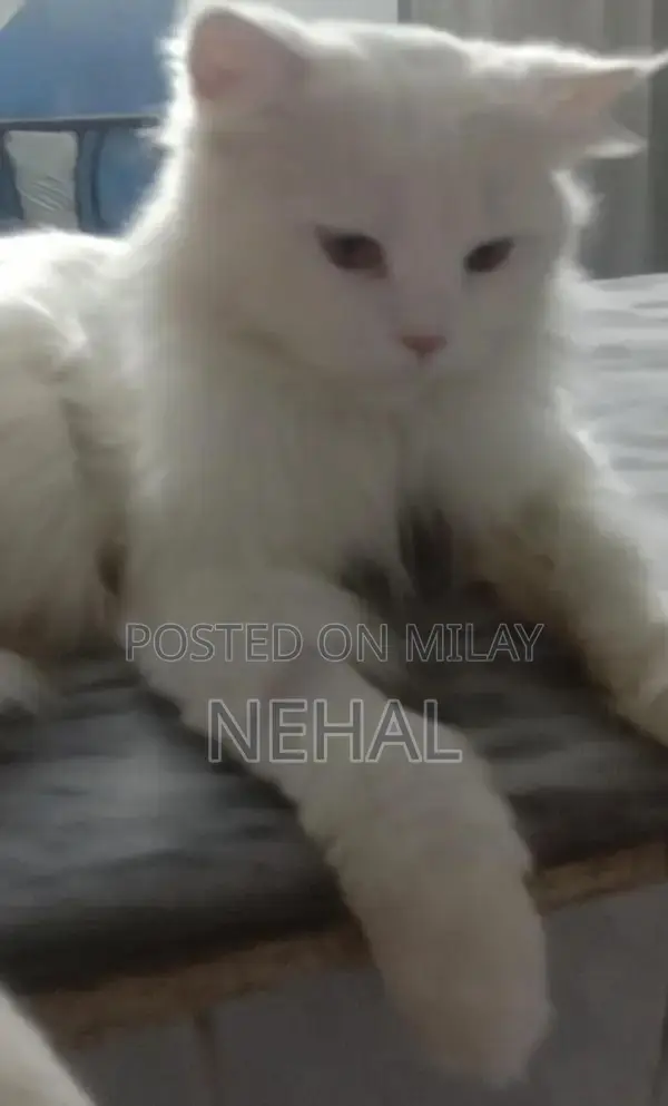 White Persian Male Cat - Elegant Purebred Companion