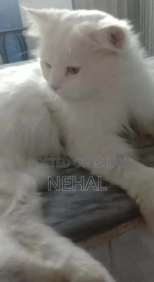 White Persian Male Cat - Elegant Purebred Companion