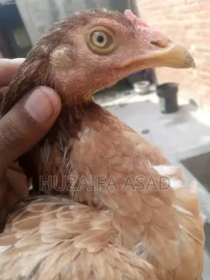 Home Breeding Supplies and Care Kit for Pet Owners