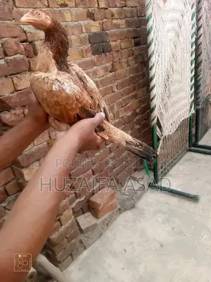 Home Breeding Supplies and Care Kit for Pet Owners