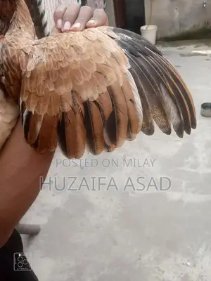 Home Breeding Supplies and Care Kit for Pet Owners