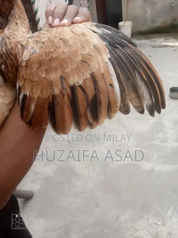 Home Breeding Supplies and Care Kit for Pet Owners