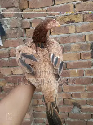 Home Breeding Supplies and Care Kit for Pet Owners