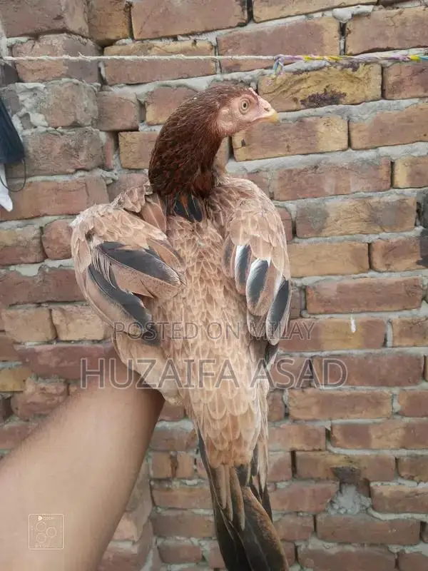 Home Breeding Supplies and Care Kit for Pet Owners