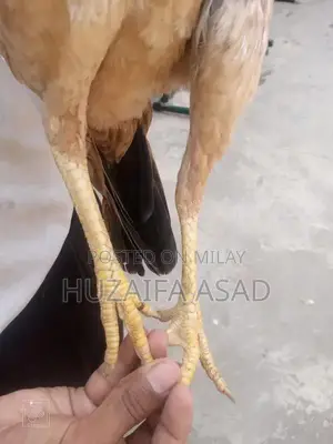 Home Breeding Supplies and Care Kit for Pet Owners