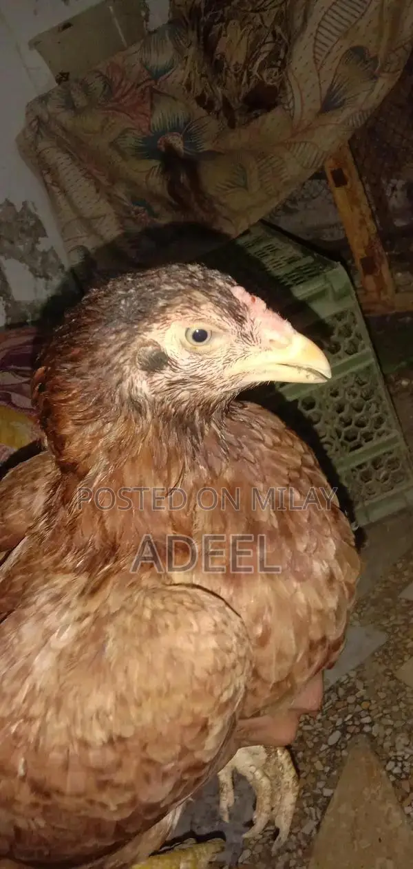 Pure Black Rooster Breed Chickens - High-Quality Poultry Pair