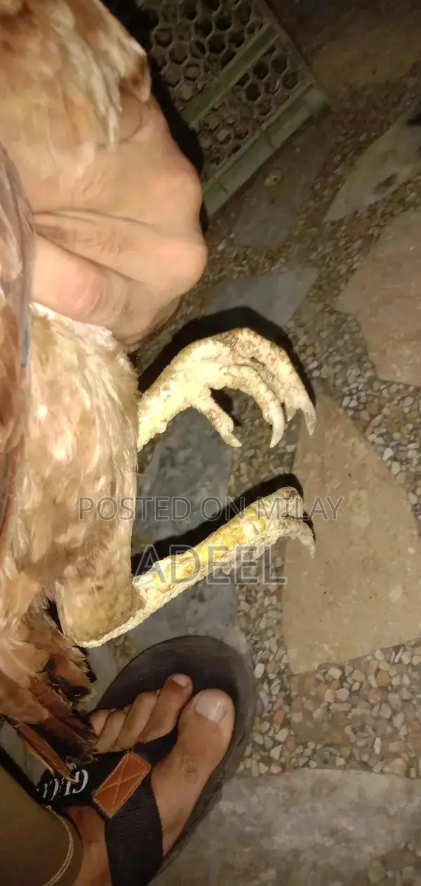 Pure Black Rooster Breed Chickens - High-Quality Poultry Pair