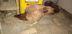 Pure Black Rooster Breed Chickens - High-Quality Poultry Pair