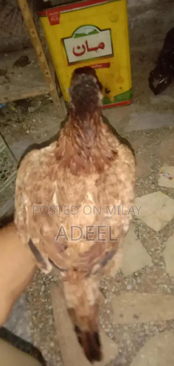 Pure Black Rooster Breed Chickens - High-Quality Poultry Pair