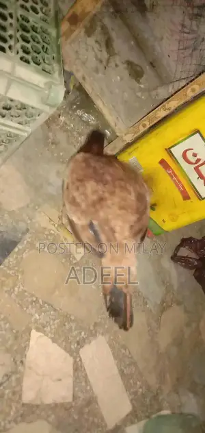 Pure Black Rooster Breed Chickens - High-Quality Poultry Pair