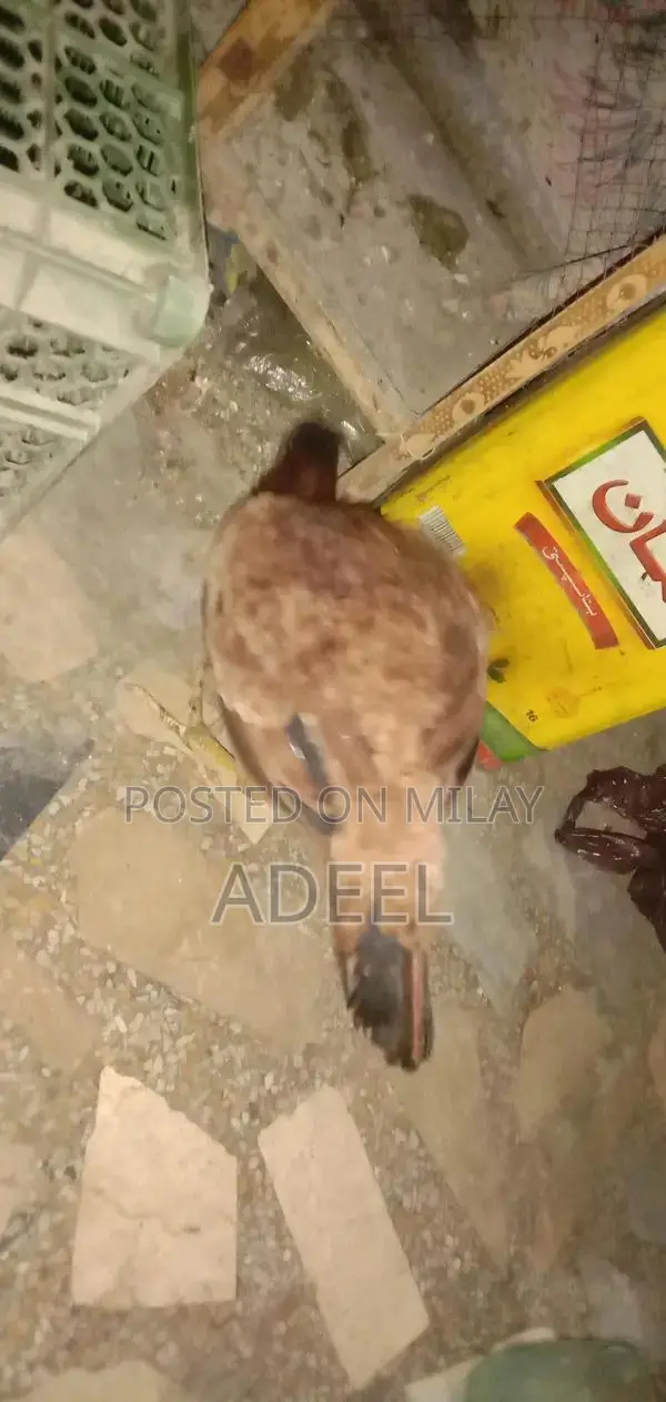 Pure Black Rooster Breed Chickens - High-Quality Poultry Pair