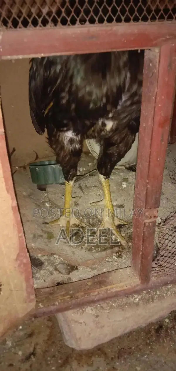 Pure Black Rooster Breed Chickens - High-Quality Poultry Pair