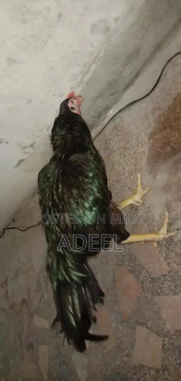 Pure Black Rooster Breed Chickens - High-Quality Poultry Pair