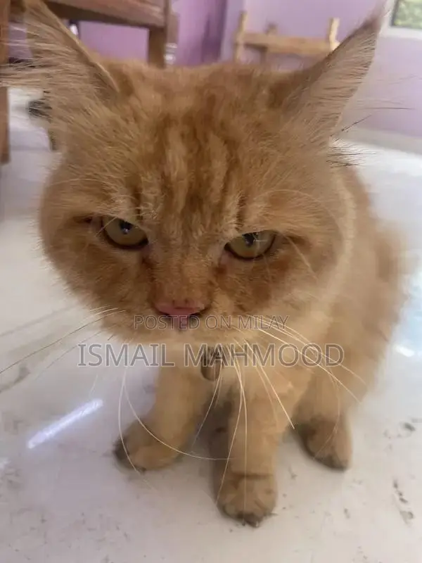 Ginger Persian Cat: Elegant Purebred Feline Companion