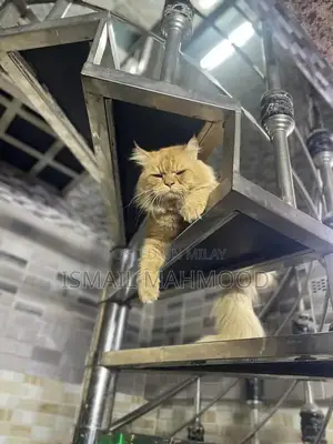 Ginger Persian Cat: Elegant Purebred Feline Companion