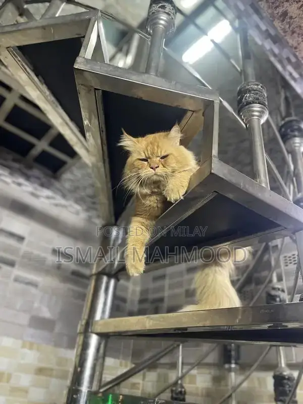 Ginger Persian Cat: Elegant Purebred Feline Companion