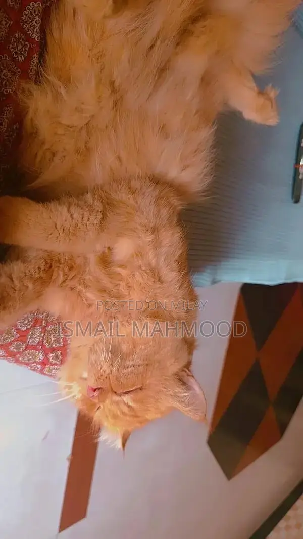 Ginger Persian Cat: Elegant Purebred Feline Companion