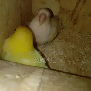 Photo - Pastel Blue and Pastelino Chick Pair - Bird Companion Set