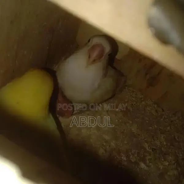 Pastel Blue and Pastelino Chick Pair - Bird Companion Set