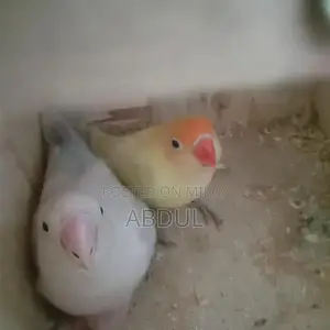 Pastel Blue and Pastelino Chick Pair - Bird Companion Set