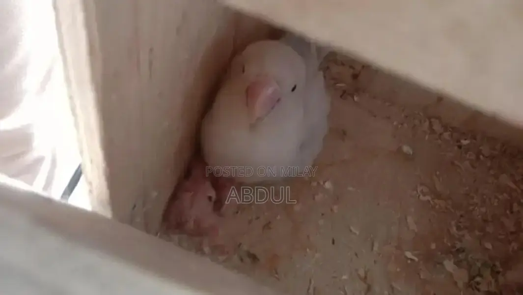 Pastel Blue and Pastelino Chick Pair - Bird Companion Set