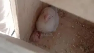 Pastel Blue and Pastelino Chick Pair - Bird Companion Set