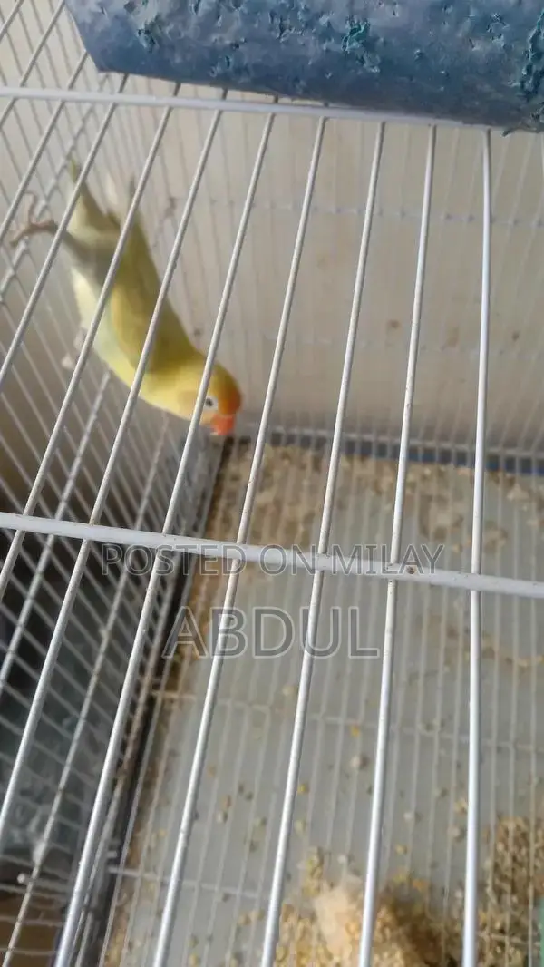 Pastel Blue and Pastelino Chick Pair - Bird Companion Set