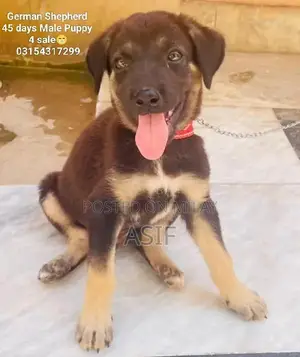 Photo - German Shepherd Puppy - 2 Month Old Loyal Companion