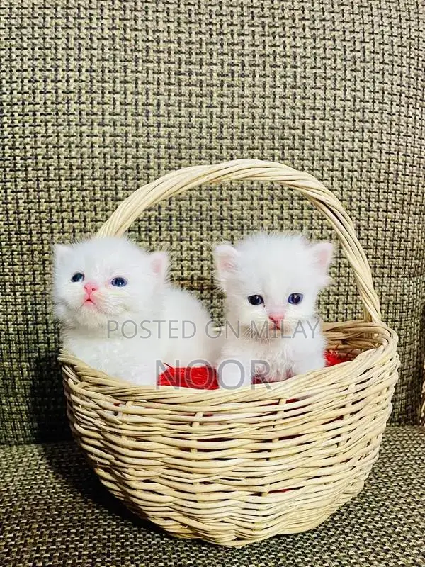 Purebred Persian Kittens - Triple Coat Female Companion Cats
