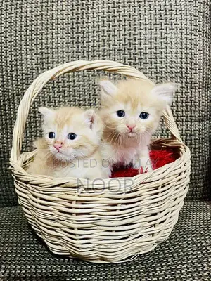 Purebred Persian Kittens - Triple Coat Female Companion Cats